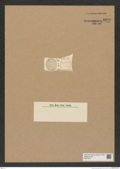 Diatomeae indet. Zeichnungen Sammlung Grunow Nr. 8228 (NHMW-BOT-W0377617)